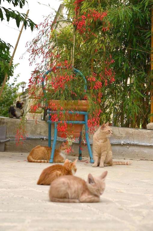 Faith'S Stone House Guest House Simou Екстериор снимка